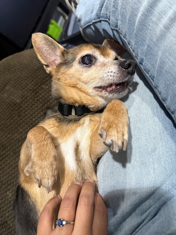 Picture of the Animal Listed